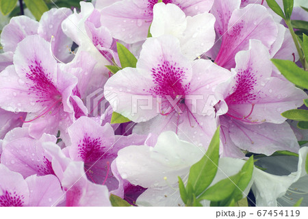 ツツジ 躑躅 の薄ピンクの花弁に癒されるの写真素材