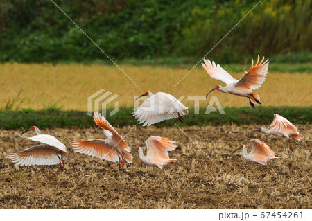 田園のトキ 67454261