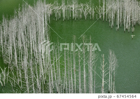 日光市湯西川湖の立ち枯れた水没林 67454564