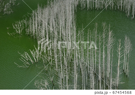 日光市湯西川湖の立ち枯れた水没林 日光市湯西川湖の立ち枯れた水没林 67454568