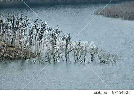 日光市湯西川湖の立ち枯れた水没林 日光市湯西川湖の立ち枯れた水没林 67454586