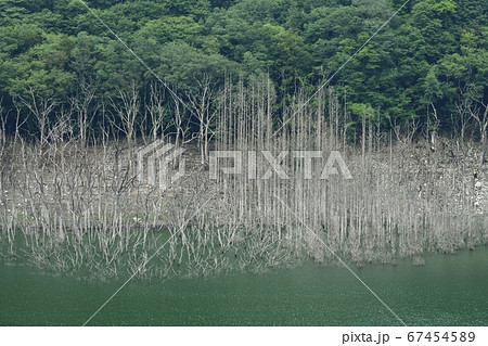 日光市湯西川湖の立ち枯れた水没林 67454589