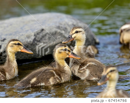 元気に動き回るカルガモの幼鳥 元気に動き回るカルガモの幼鳥 67454798