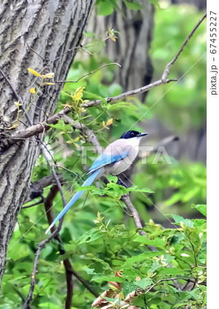 オナガ オナガ 67455227