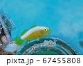 ナカモトイロワケハゼ 67455808