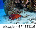 ユカタハタとオニダルマオコゼ 67455816