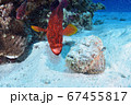 ユカタハタとオニダルマオコゼ 67455817