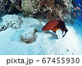 ユカタハタとオニダルマオコゼ 67455930
