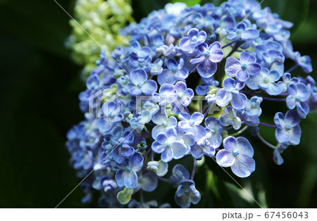 ウズアジサイの花 ウズアジサイの花 67456043