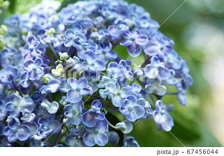 ウズアジサイ 67456044