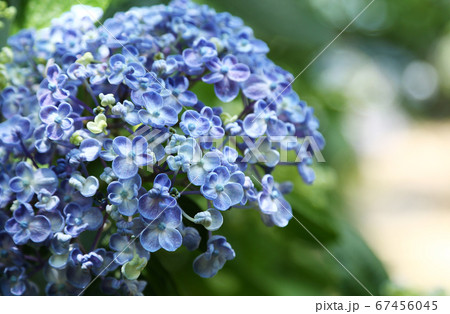 青いウズアジサイ 67456045