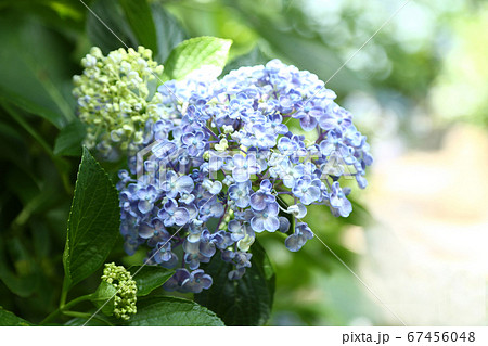 ウズアジサイ ウズアジサイ 67456048
