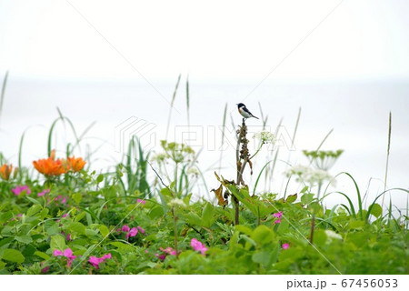 北海道 野草 小鳥 海 空 素材 海岸線の野草や草花に囲まれて野鳥が1羽【北海道北部】 北海道 野草 小鳥 海 空 素材 海岸線の野草や草花に囲まれて野鳥が1羽【北海道北部】 67456053