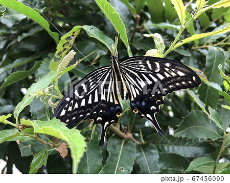 羽化したてのアゲハチョウ 羽化したてのアゲハチョウ 67456090