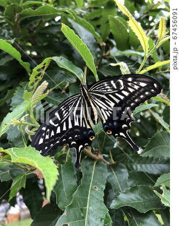 羽化したてのアゲハチョウ 67456091