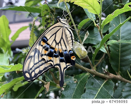 羽化したてのアゲハチョウの写真素材