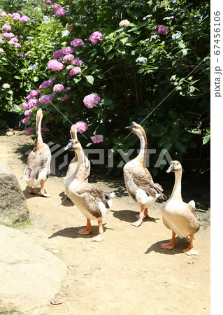 アジサイ園　シナガチョウ 67456106