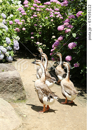 アジサイ園　シナガチョウ 67456112