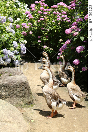 アジサイの花　シナガチョウ 67456122