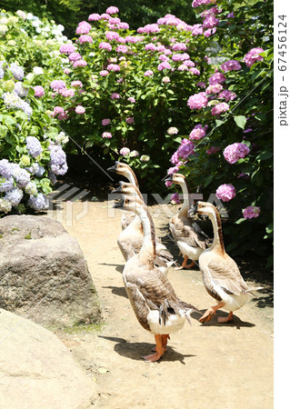 アジサイの花　シナガチョウ 67456124