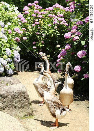 アジサイの花　シナガチョウ 67456126