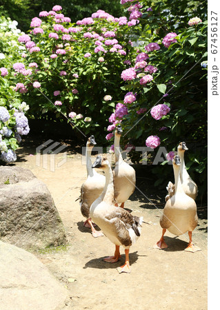 アジサイの花 シナガチョウ アジサイの花 シナガチョウ 67456127