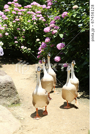 アジサイの花　シナガチョウ 67456128