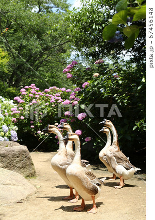 アジサイの花　シナガチョウ 67456148