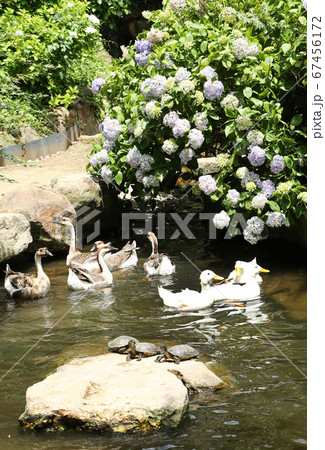 シナガチョウとアヒルと亀 シナガチョウとアヒルと亀 67456172