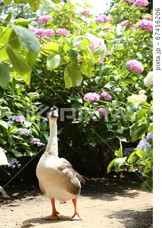 アジサイ園　シナガチョウ 67456206