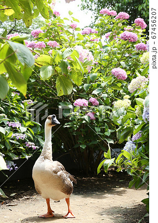 アジサイ園　シナガチョウ 67456207