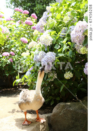 アジサイ園 シナガチョウ アジサイ園 シナガチョウ 67456208