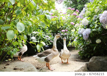 アジサイ園　シナガチョウ 67456215