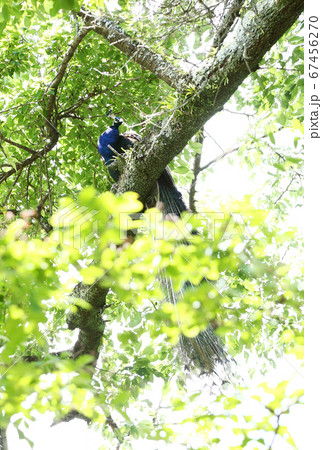 木の上のクジャク 木の上のクジャク 67456270