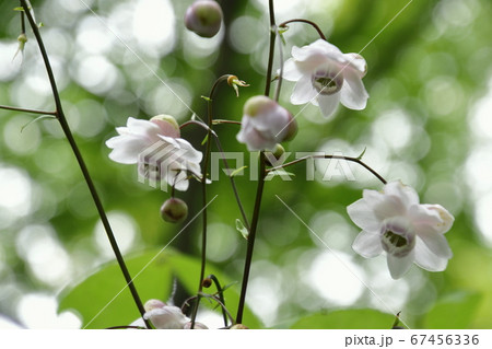 霧につつまれたレンゲショウマ 67456336