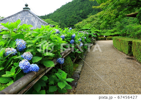 善峯寺 護摩堂と紫陽花の花の写真素材