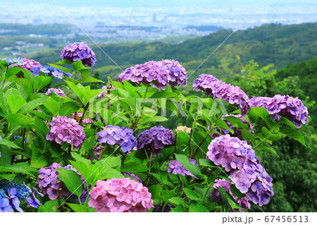 善峯寺 紫陽花の花と京都市街風景 善峯寺 紫陽花の花と京都市街風景 67456513