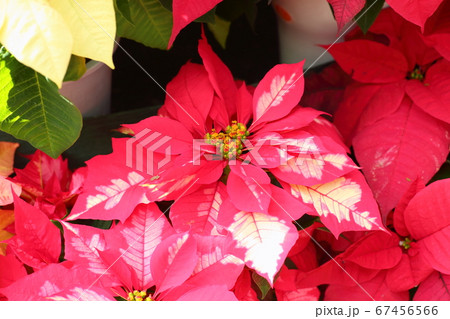 ポインセチアの花 ポインセチアの花 67456566