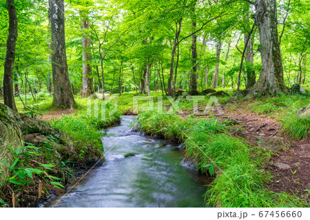 夏の水林自然林の風景　遊歩道　福島県福島市 67456660