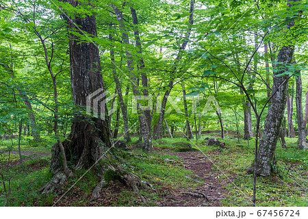夏の水林自然林の風景　遊歩道　福島県福島市 67456724