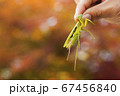 カマキリ 67456840