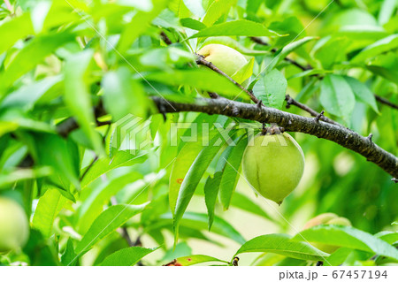 夏の水林自然林の風景　若い桃の実　福島県福島市 67457194