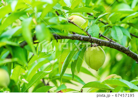 夏の水林自然林の風景　若い桃の実　福島県福島市 67457195