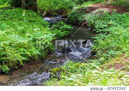 夏の水林自然林の風景　小川の流れ　福島県福島市 67457242
