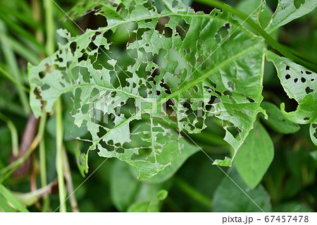 ナタマメの虫食い葉 67457478