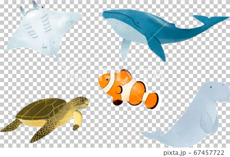 Sea creatures popular Sea creatures popular 67457722