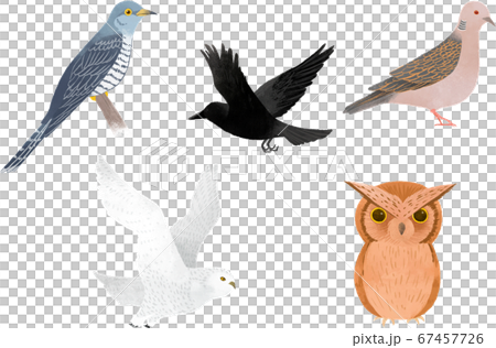 Cute birds 2 67457726