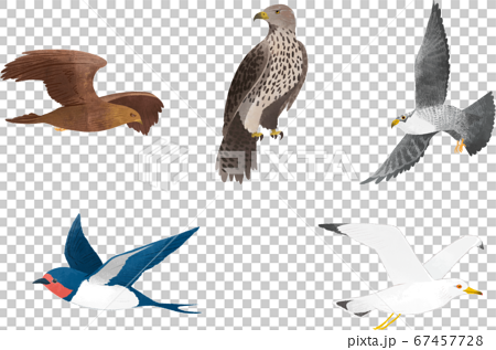 可愛い鳥たち3のイラスト素材
