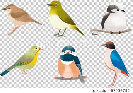 可愛い鳥たち6のイラスト素材