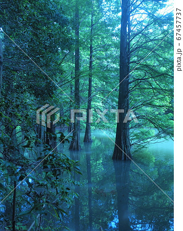 篠栗九大の森　水辺の森　ラクウショウ 67457737